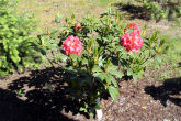 Rhododendron 23
