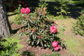 Rhododendron 24