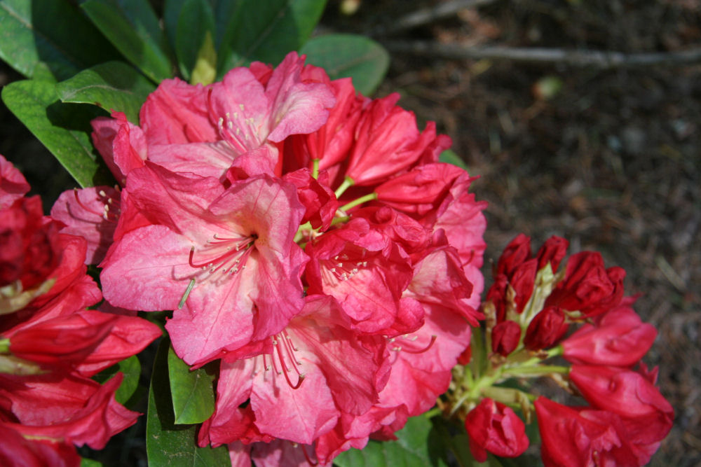 Rhododendron 25 at Our Pleasant Hill Home