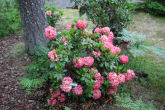 Rhododendron 25