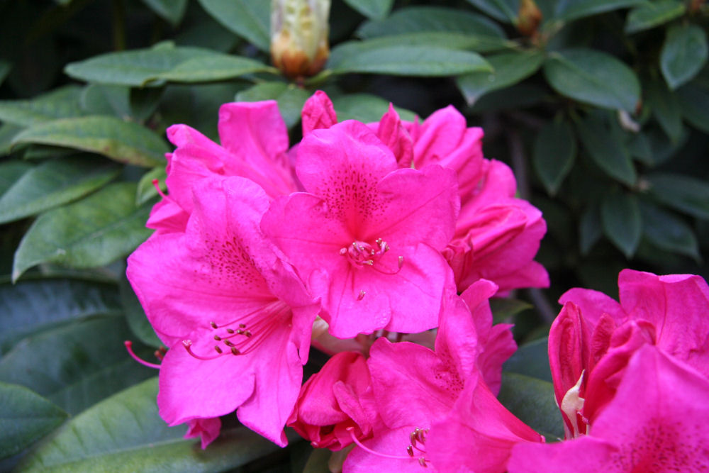 Rhododendron 26 at Our Pleasant Hill Home