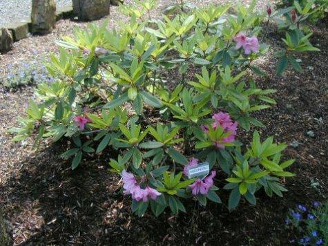 Rhododendron 27