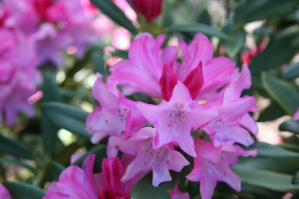 Rhododendron 28 at Our Pleasant Hill Home