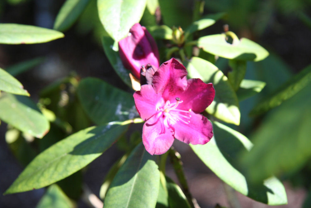 Rhododendron 29 at Our Pleasant Hill Home