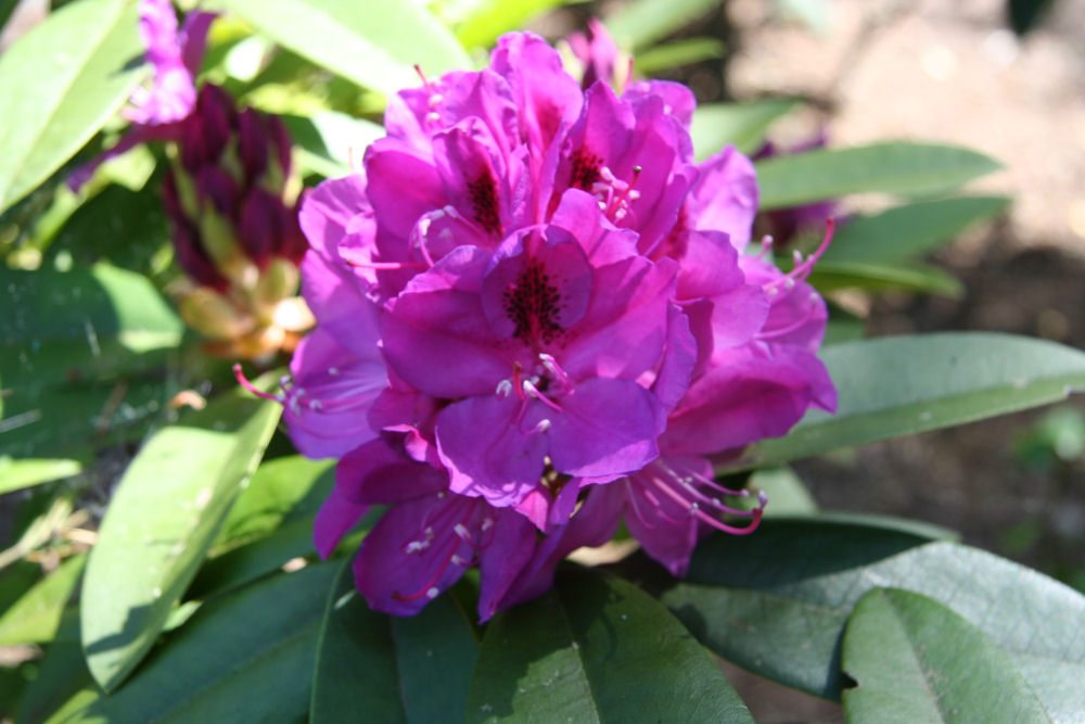 Rhododendron 30 at Our Pleasant Hill Home