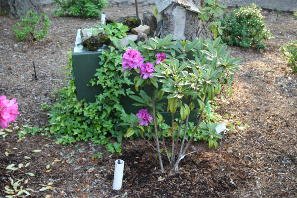 Rhododendron 30