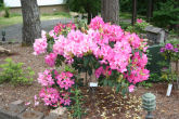 Rhododendron 31