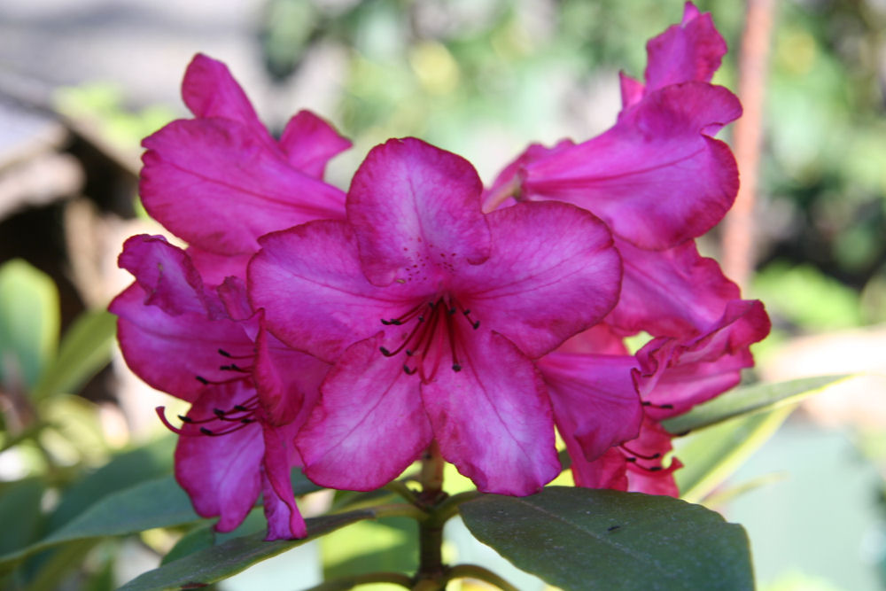 Rhododendron 32 at Our Pleasant Hill Home