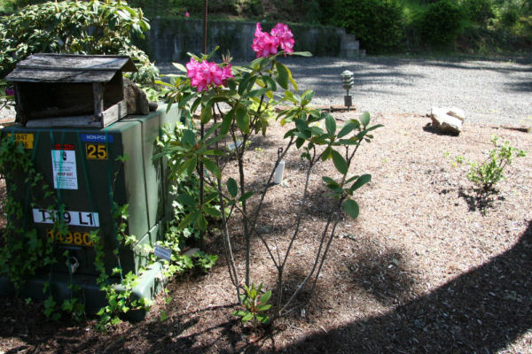 Rhododendron 32