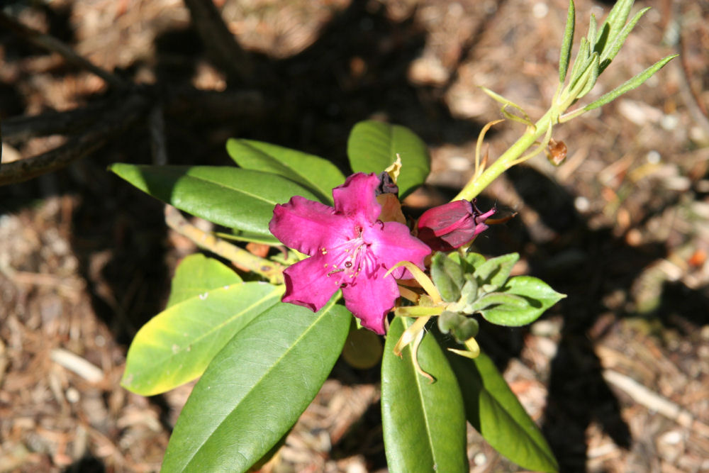 Rhododendron 33 at Our Pleasant Hill Home