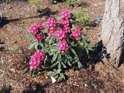 Rhododendron 33