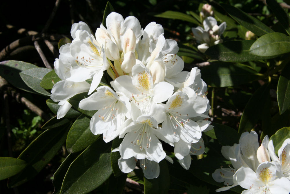 Rhododendron 35 at Our Pleasant Hill Home