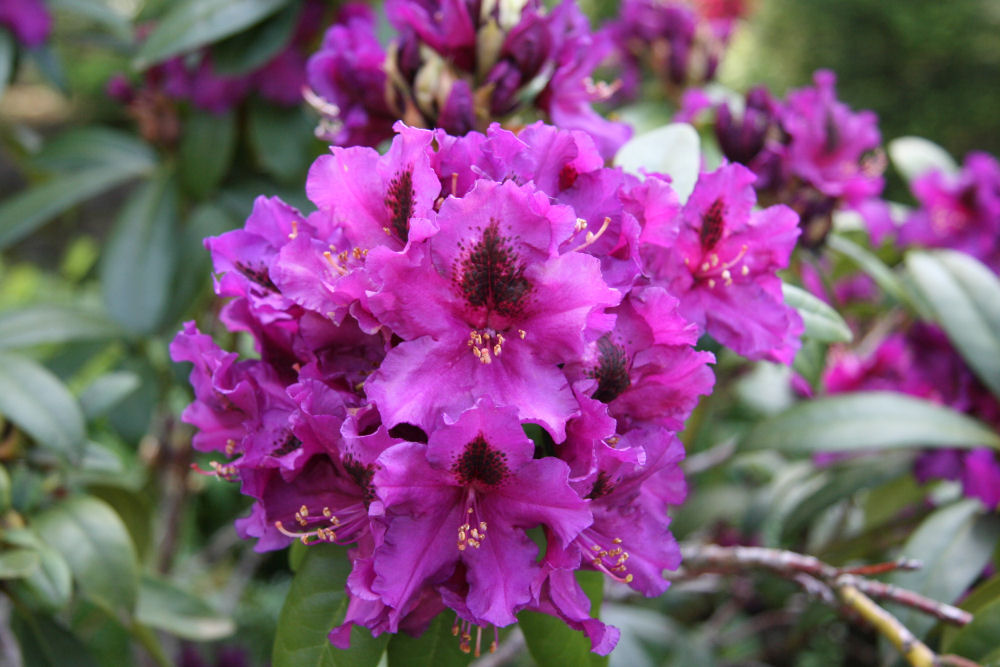 Rhododendron 36 at Our Pleasant Hill Home