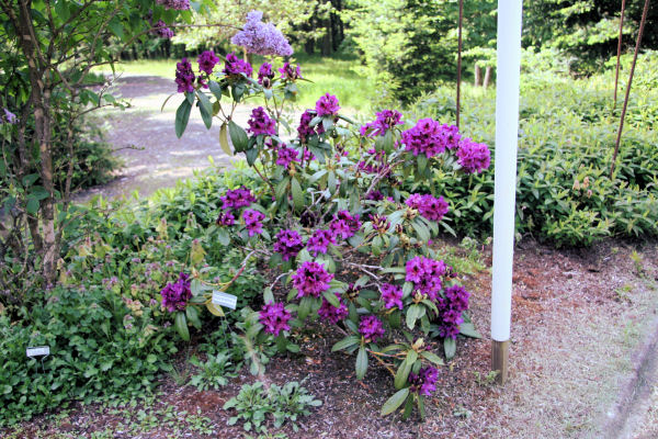 Rhododendron 36