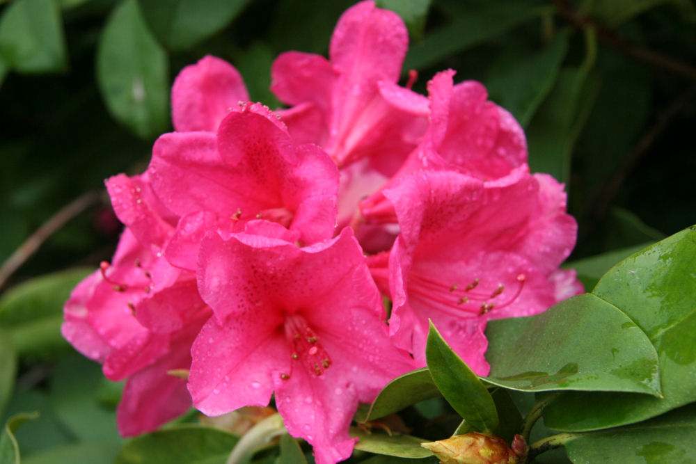 Rhododendron 37 at Our Pleasant Hill Home