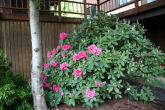 Rhododendron 37