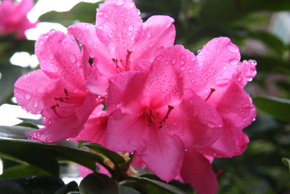 Rhododendron 38 at Our Pleasant Hill Home
