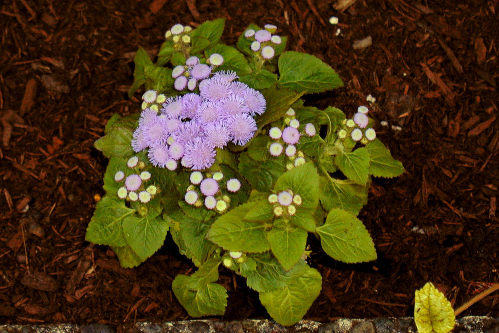 Ageratum at Our Pleasant Hill Home