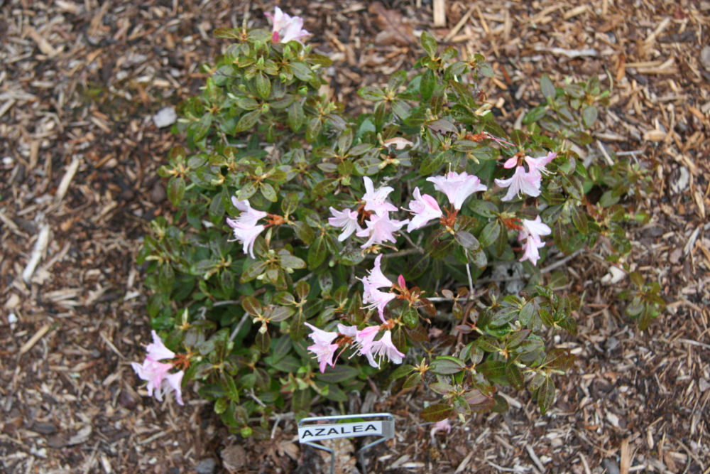 Gumpo Pink Azalea at Our Pleasant Hill Home