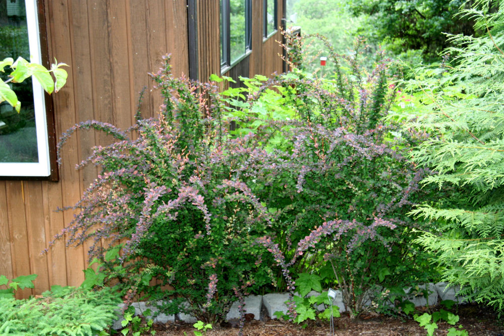 Japanese Barberry at Our Pleasant Hill Home