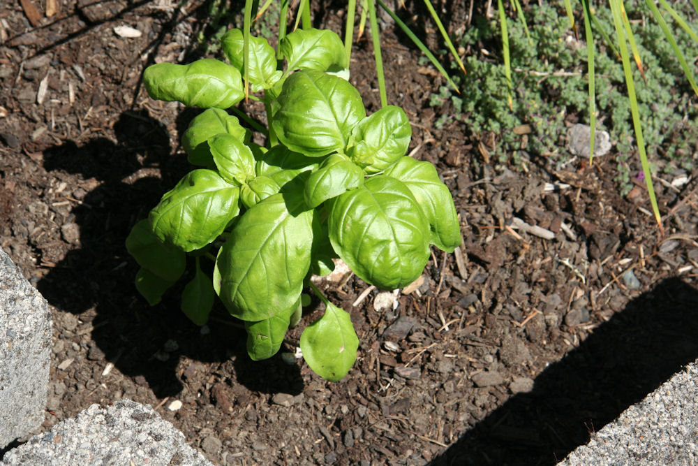 Sweet Italian Basil at Our Pleasant Hill Home