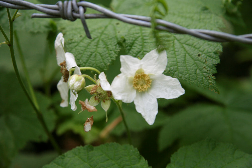 Blackberry at Our Pleasant Hill Home