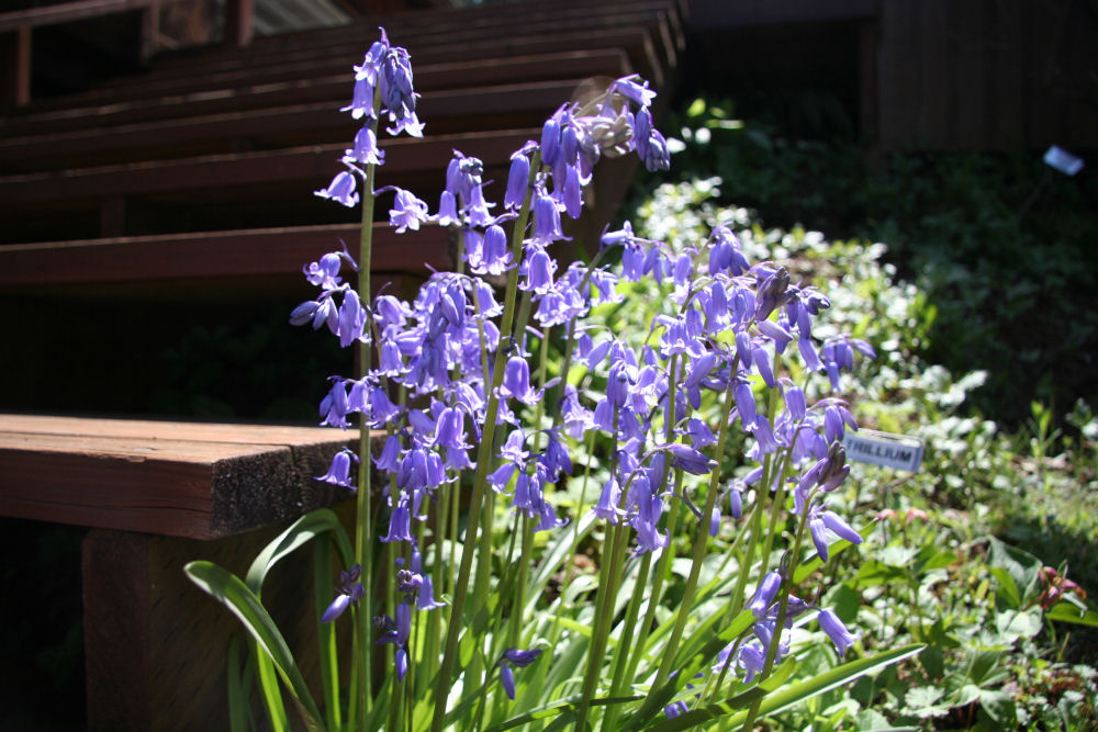 Bluebells at Our Pleasant Hill Home