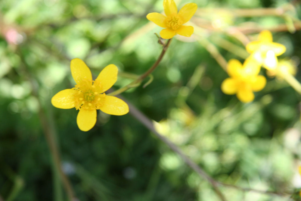 Swamp Buttercup at Our Pleasant Hill Home