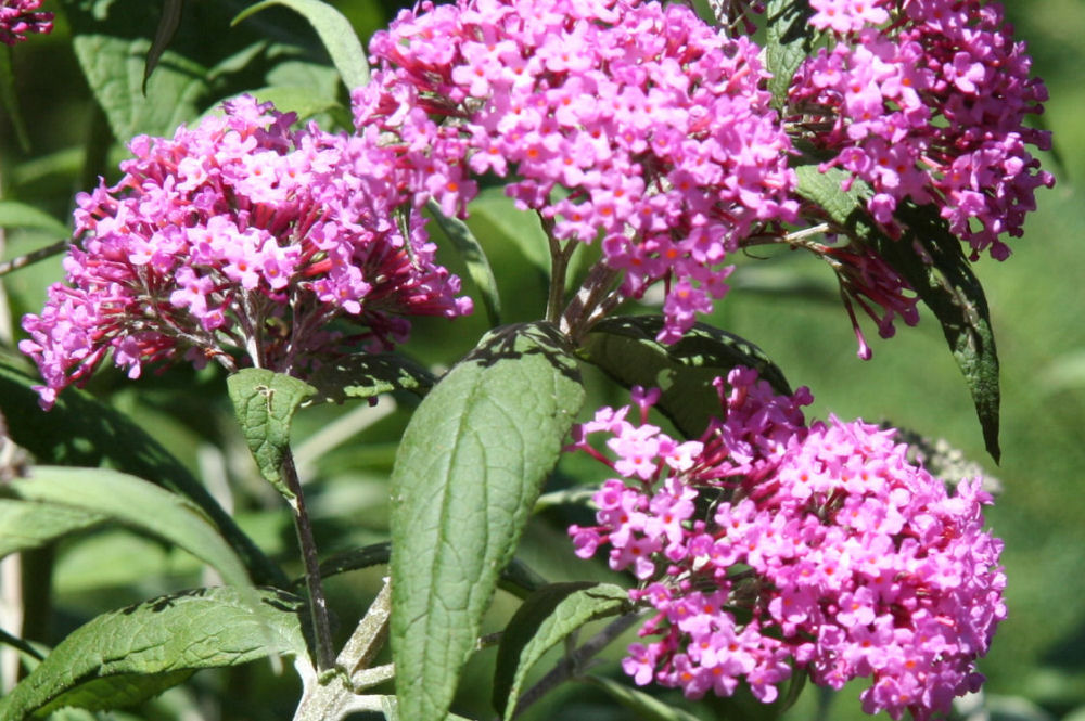 Butterfly Bush at Our Pleasant Hill Home