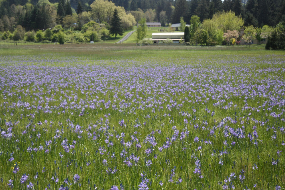 Common Camas at Our Pleasant Hill Home