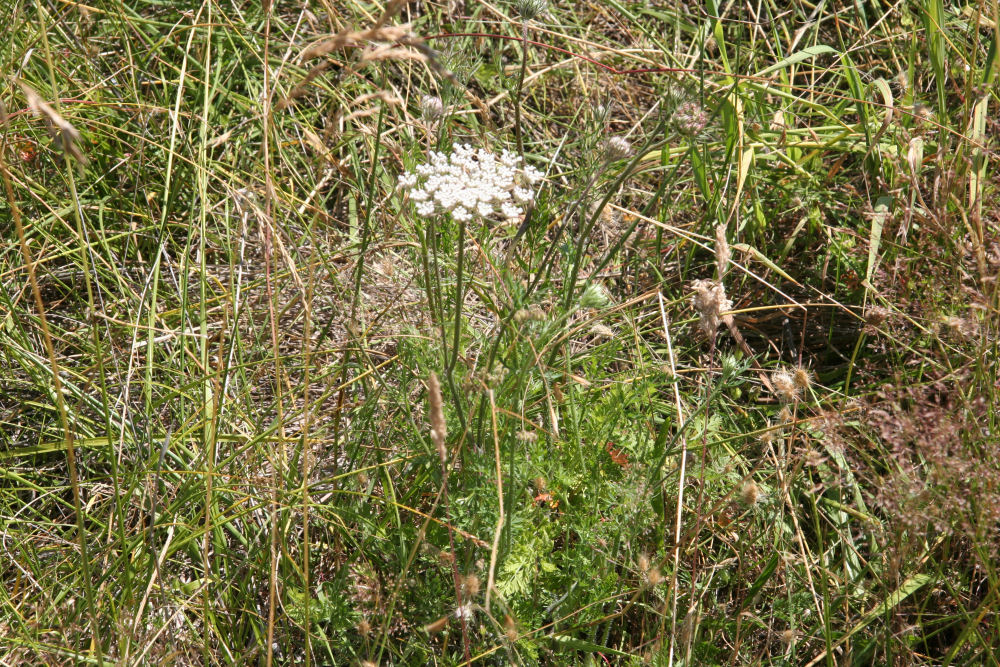 Wild Carrot at Our Pleasant Hill Home