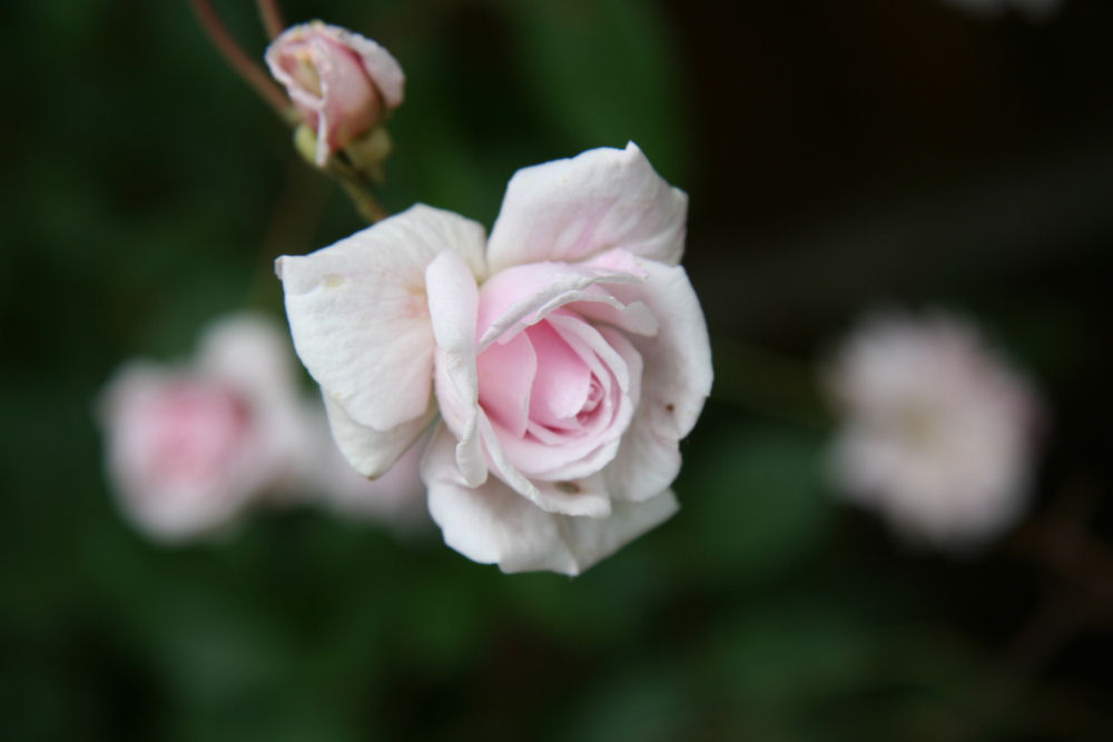 Cecile Brunner Rose at Our Pleasant Hill Home