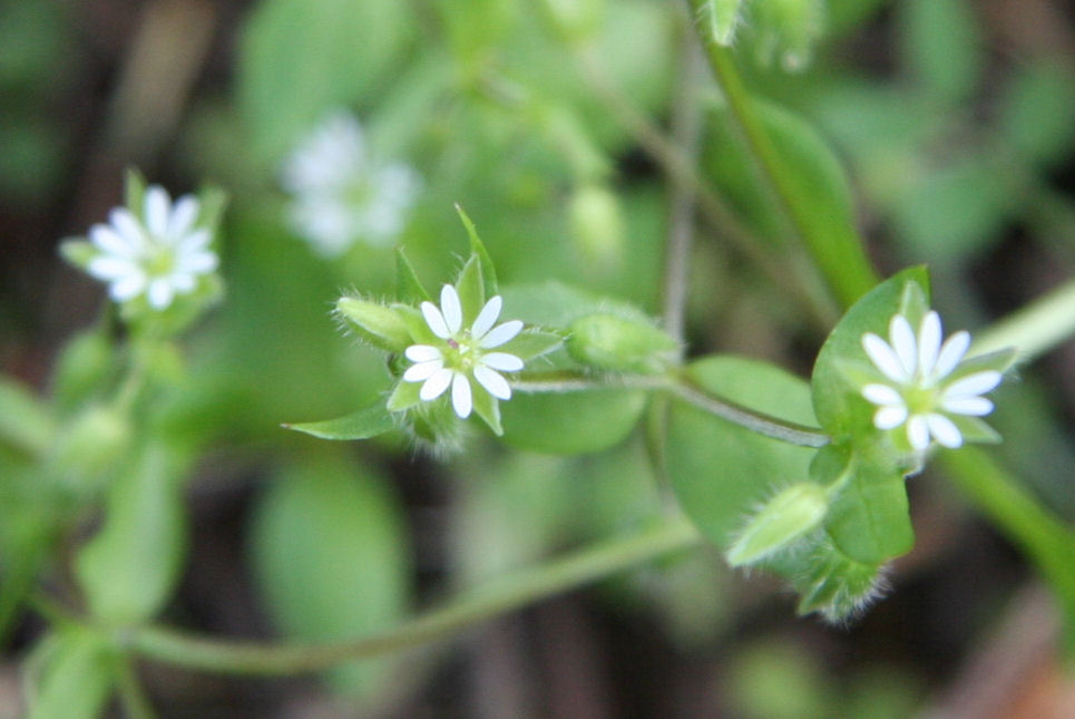 Common Chickweed at Our Pleasant Hill Home