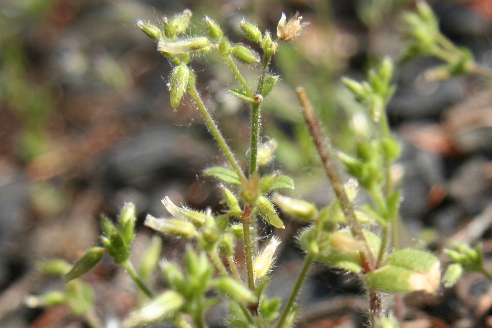 Long-Stalked Chickweed at Our Pleasant Hill Home