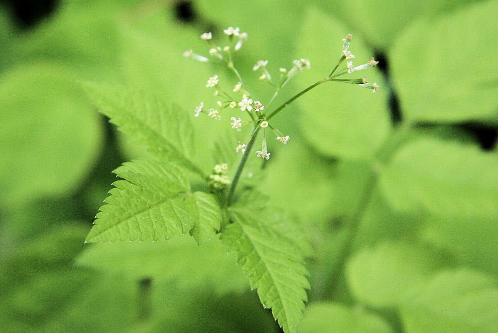 Sweet Cicely at Our Pleasant Hill Home