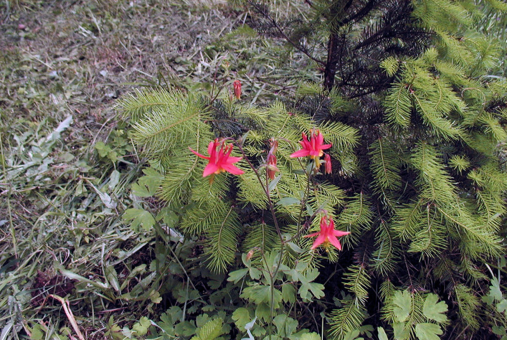 Columbine at Our Pleasant Hill Home