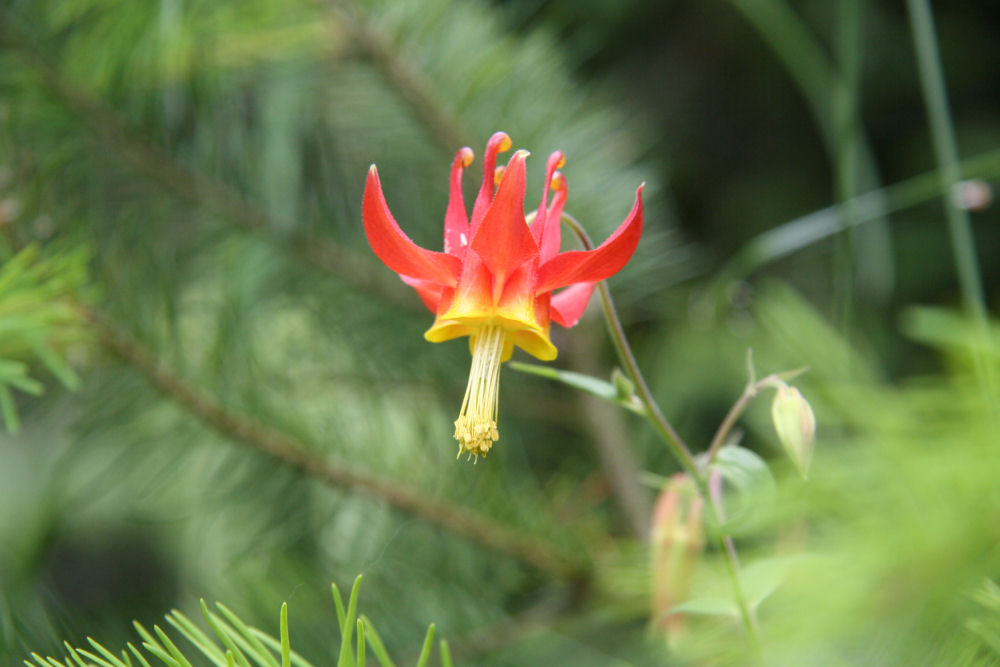 Columbine at Our Pleasant Hill Home