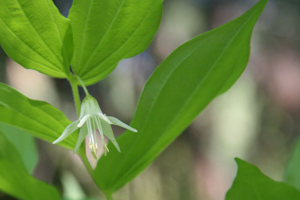 Hooker's Fairybell 