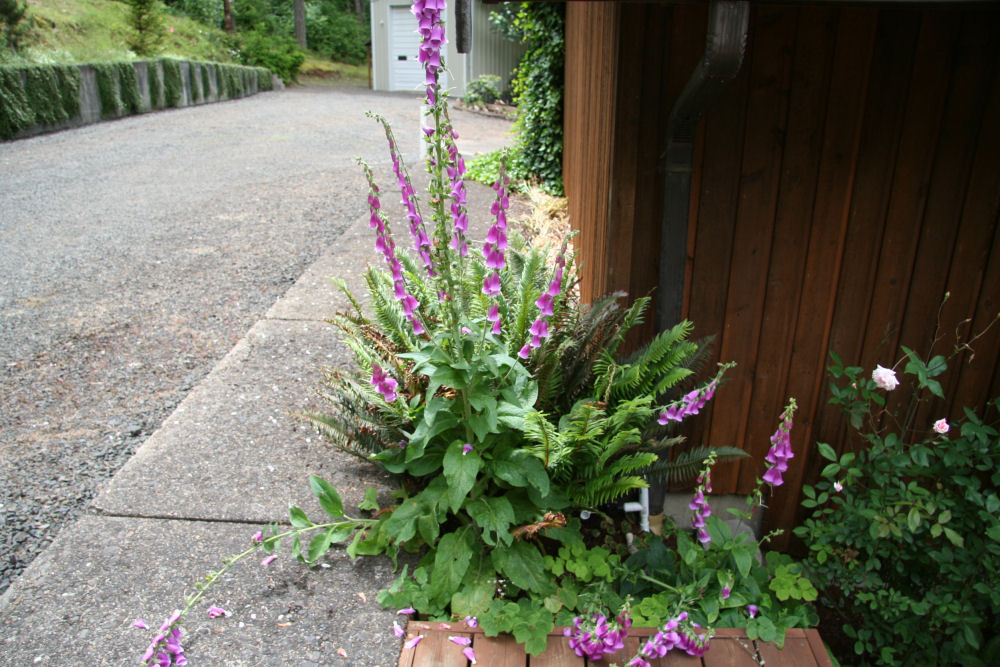 Foxglove at Our Pleasant Hill Home