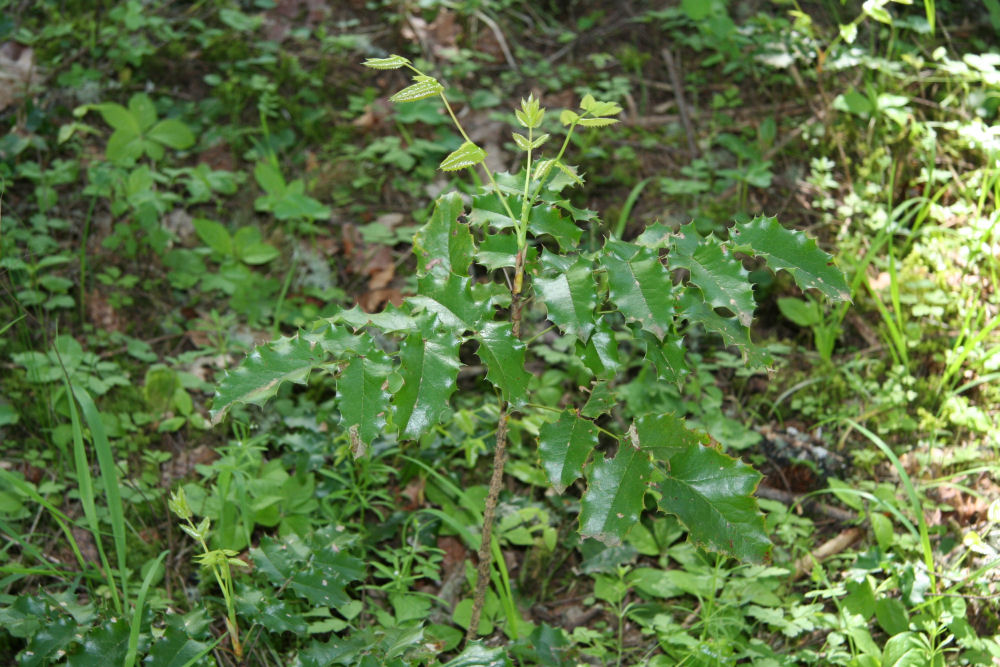 Oregon Grape at Our Pleasant Hill Home