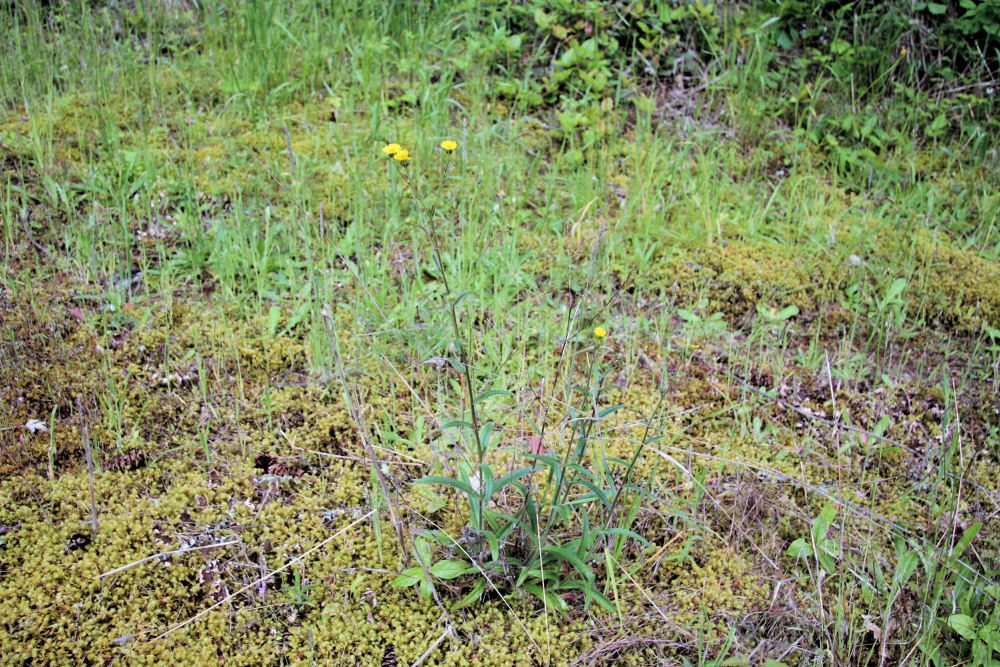 Smooth Hawksbeard at Our Pleasant Hill Home