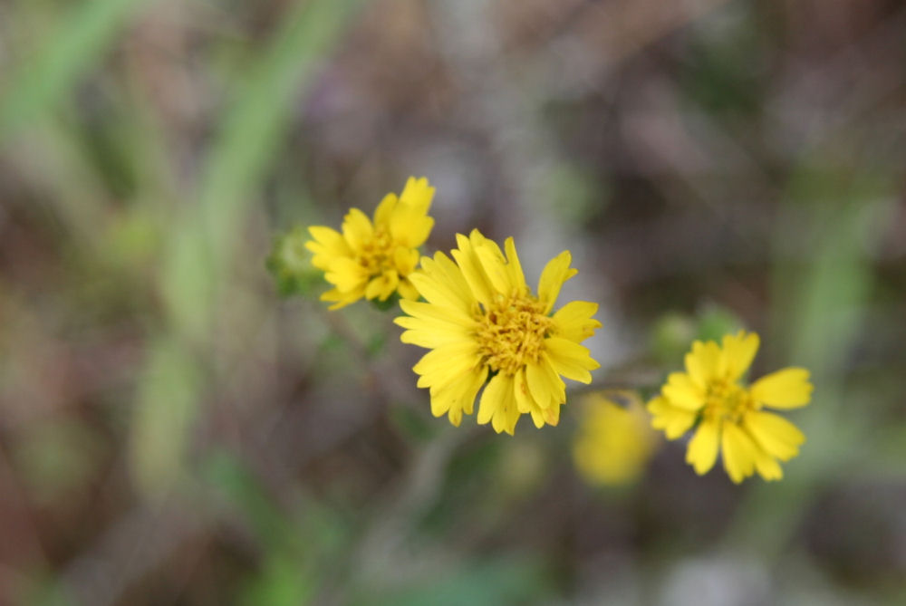 Smooth Hawksbeard at Our Pleasant Hill Home