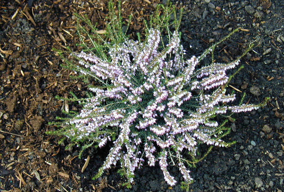 Pink Heather at Our Pleasant Hill Home