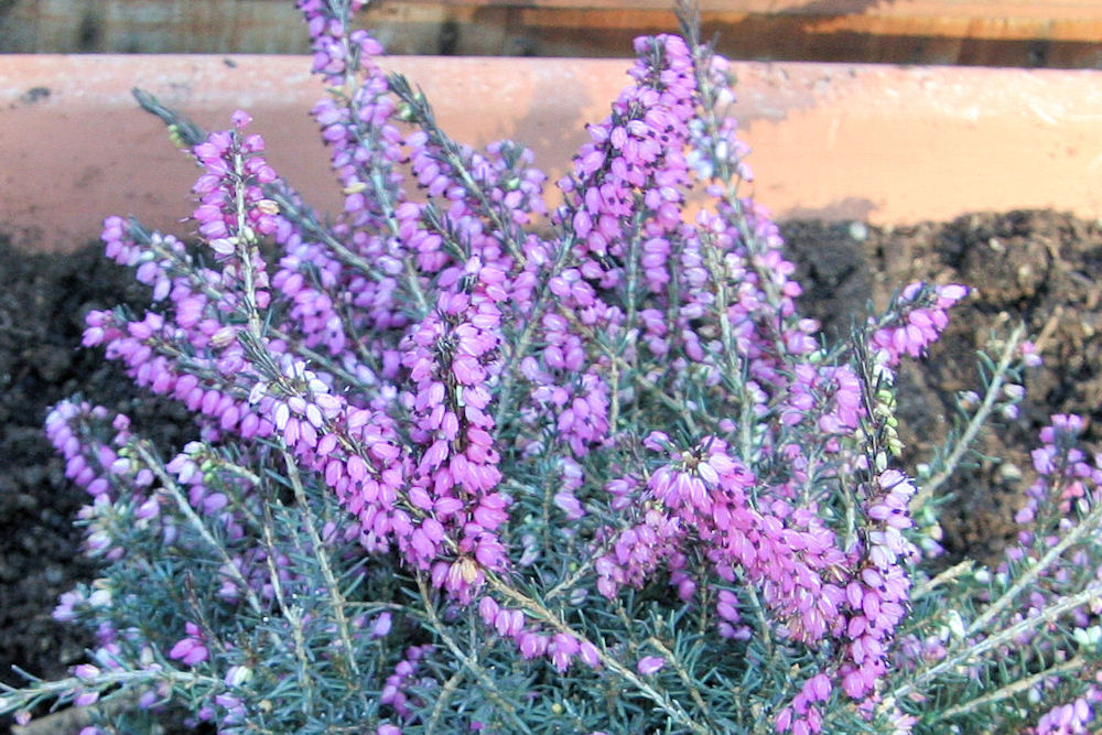 Red Heather at Our Pleasant Hill Home