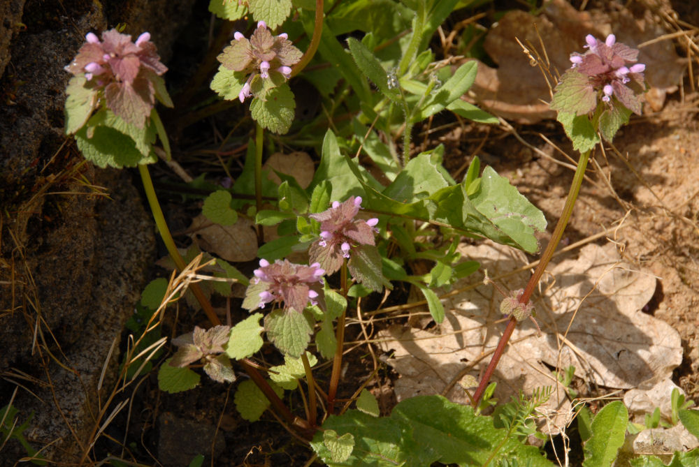 Red Henbit at Our Pleasant Hill Home