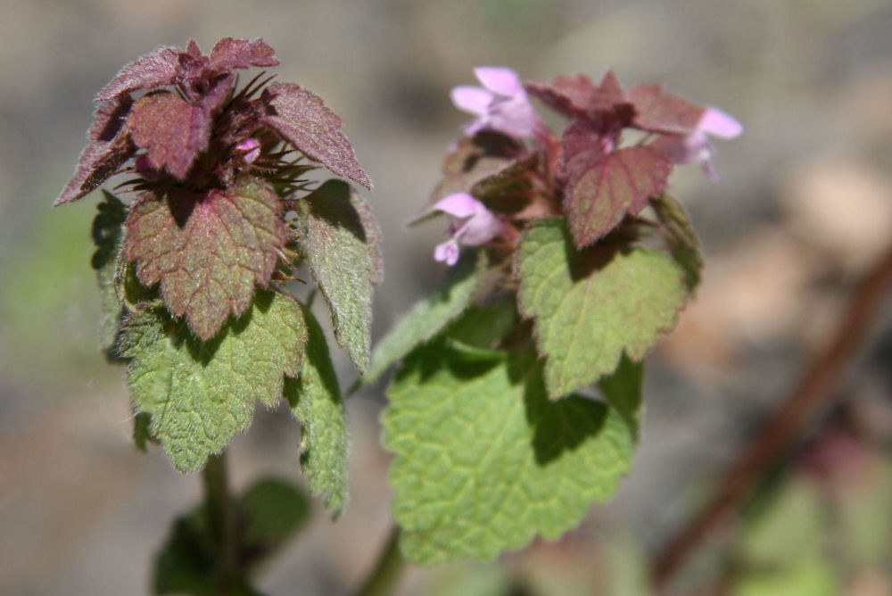 Red Henbit at Our Pleasant Hill Home