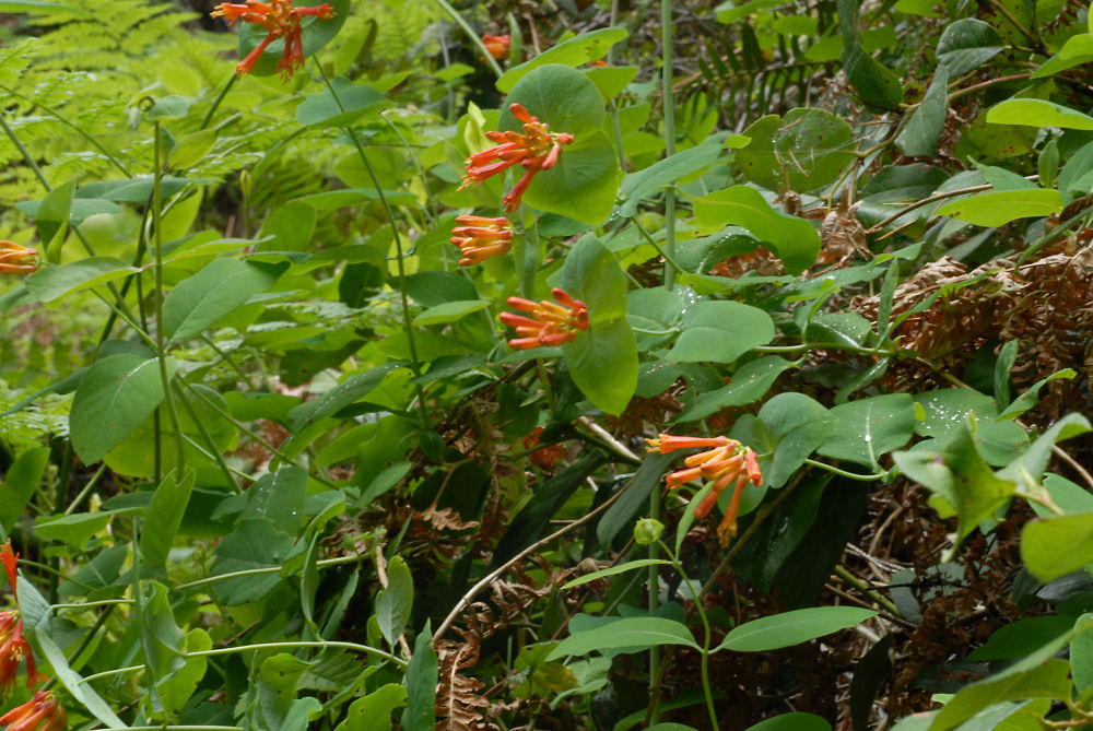 Western Trumpet Honeysuckle at Our Pleasant Hill Home