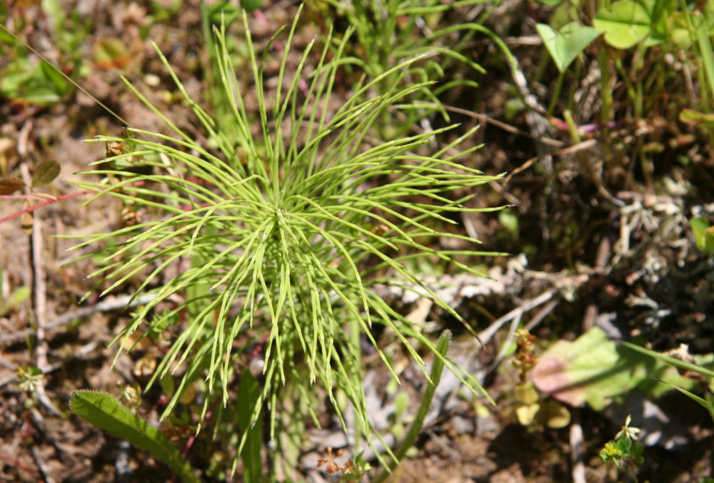 Giant Horsetail at Our Pleasant Hill Home