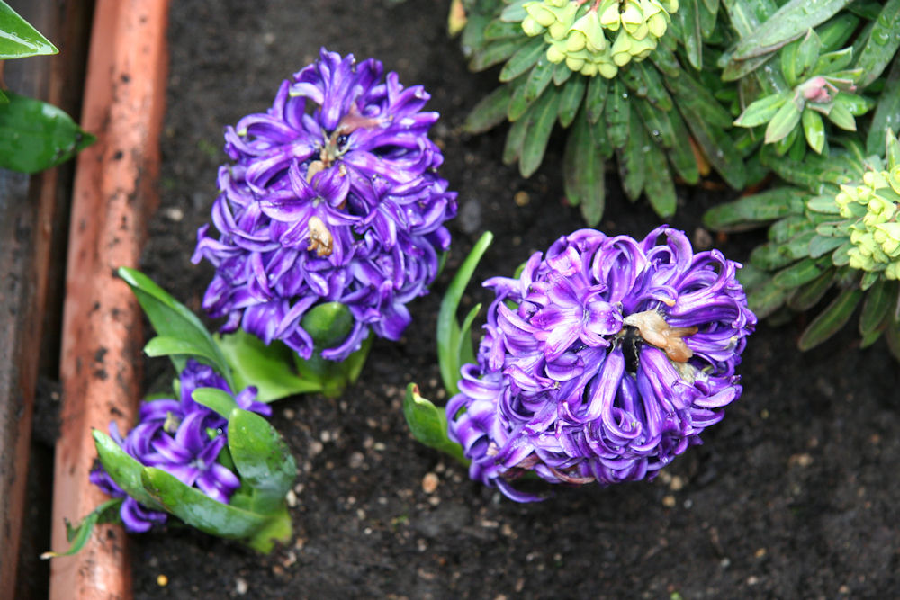 Blue Pearl Hyacinth at Our Pleasant Hill Home