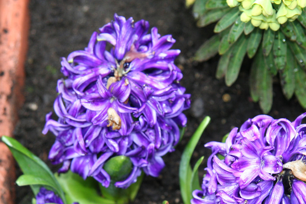 Blue Pearl Hyacinth at Our Pleasant Hill Home